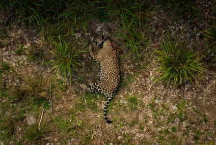 Collaring a Big Male Jaguar in the Pantanal, Brazil: asset-mezzanine-16x9