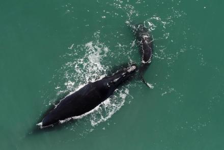 Meet Snow Cone the Right Whale and Her Calf: asset-mezzanine-16x9