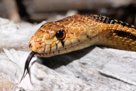Why Do Snakes Have Forked Tongues?: asset-mezzanine-16x9
