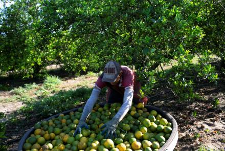 What’s behind a severe decline in Florida’s citrus harvest: asset-mezzanine-16x9