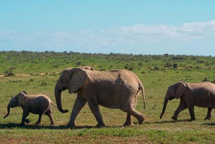 Searching for the Tuskless Elephants of Gorongosa: asset-mezzanine-16x9