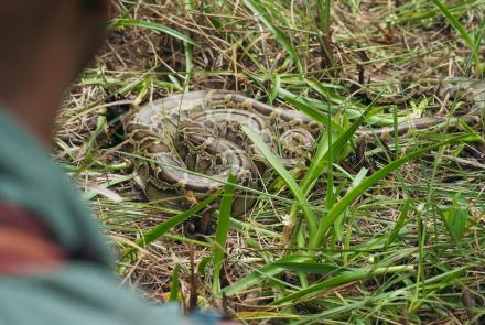 Tracking a Burmese Python with Biologists in Florida: asset-mezzanine-16x9