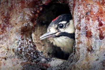Woodpecker Wars | WILD HOPE: asset-mezzanine-16x9
