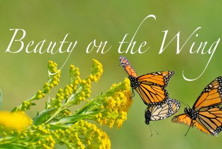 Beauty on the Wing: Life Story of the Monarch Butterfly: asset-mezzanine-16x9