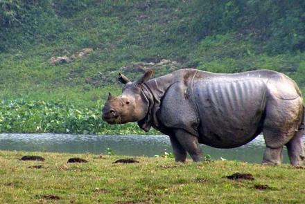 Assam India: Quest for the One-Horned Rhinoceros: asset-mezzanine-16x9