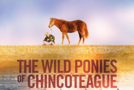 The Wild Ponies of Chincoteague: asset-mezzanine-16x9