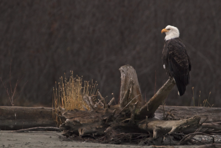 Bald Eagles Gather in the Pristine Alaskan Ecosystem: asset-mezzanine-16x9