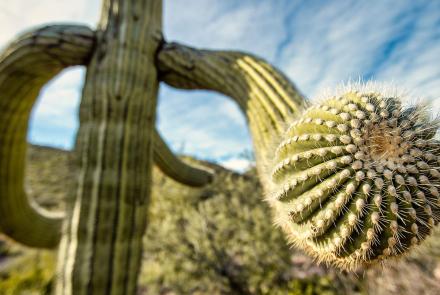 How Saguaro Cacti Store 1000 Gallons of Water: asset-mezzanine-16x9