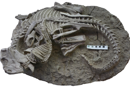 Rare Fossil Appears to Show Mammal Attacking Dinosaur: asset-mezzanine-16x9