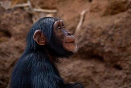 Senegal Chimpanzees Seek Shade In a Cave: asset-mezzanine-16x9