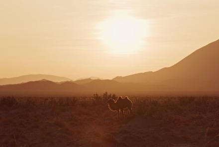 The Wild Camels of Mongolia's Gobi Desert: asset-mezzanine-16x9