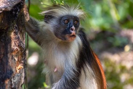 How Zanzibar Red Colobus Monkeys Use Charcoal for Survival: asset-mezzanine-16x9