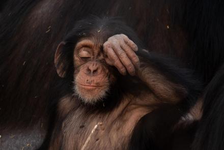 Chimpanzees Dig for Fresh Water: asset-mezzanine-16x9