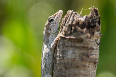 How Silver Key Anoles are Adapting to Tropical Hurricanes: asset-mezzanine-16x9