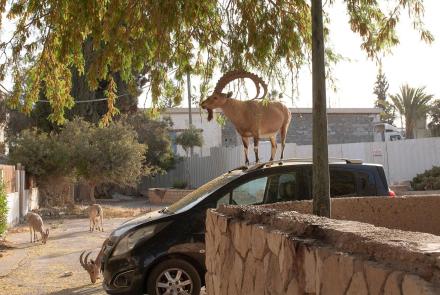 Big City Living For The Nubian Ibex: asset-mezzanine-16x9