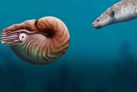 Nautiloids Thrived For 500 Million Years Until They Appeared: asset-mezzanine-16x9