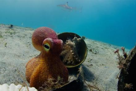Spy Octopus Helps Friend Hide From Shark: asset-mezzanine-16x9