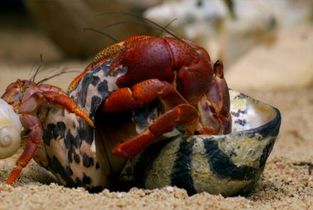 How Hermit Crabs Choose Their Shells: asset-mezzanine-16x9