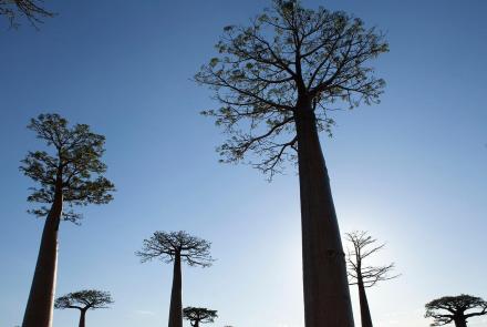 The Baobab Tree: asset-mezzanine-16x9