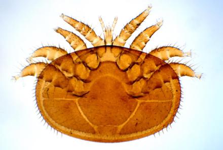 Varroa Mites Are a Honeybee's 8-Legged Nightmare: asset-mezzanine-16x9