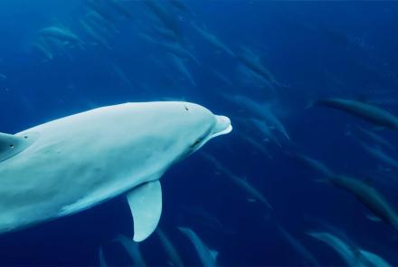 Dolphin Megapod Caught on Camera: asset-mezzanine-16x9