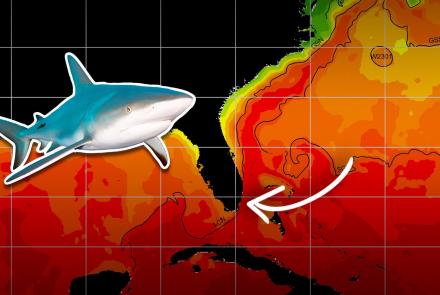 How Does a Record-Breaking Ocean Heat Wave Impact Sharks?: asset-mezzanine-16x9
