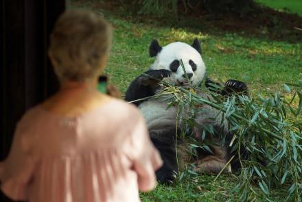 National Zoo prepares to say goodbye to beloved pandas: asset-mezzanine-16x9