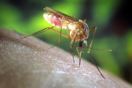 Why the threat of mosquito-borne diseases is on the rise: asset-mezzanine-16x9