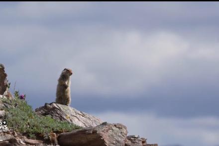 How arctic ground squirrels could advance human brain health: asset-mezzanine-16x9