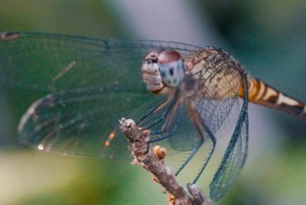 What Makes Dragonflies So Extraordinary: asset-mezzanine-16x9
