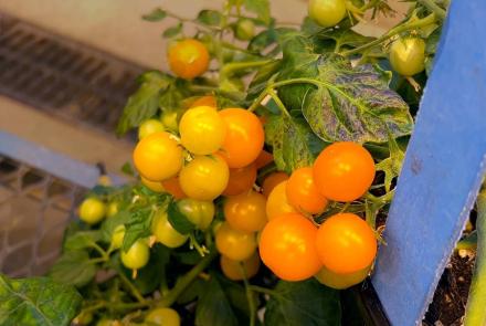 How Tomatoes are Revolutionizing Urban Farming: asset-mezzanine-16x9