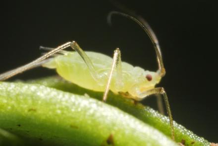 Born Pregnant: Aphids Invade With an Onslaught of Clones: asset-mezzanine-16x9