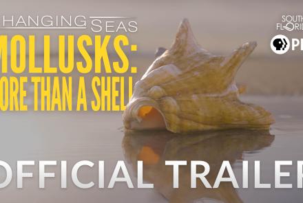 Mollusks: More Than A Shell | Changing Seas | Preview: asset-original