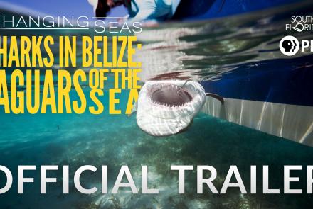 Sharks in Belize| Changing Seas | Preview: asset-original