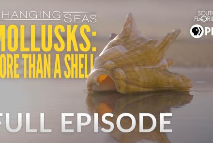 Mollusks: More than a Shell: asset-original