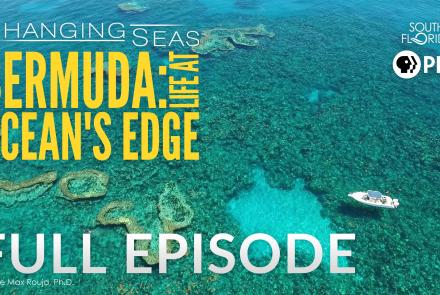 Bermuda: Life at Ocean's Edge: asset-original