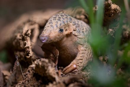 Survival | Big Little Journeys: asset-mezzanine-16x9