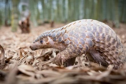 How Pangolins Mate (in Suits of Armor): asset-mezzanine-16x9