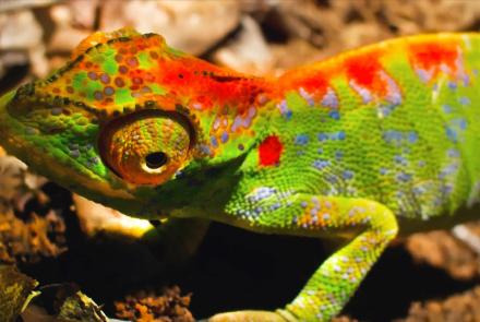 Female Chameleon Erupts with Color Before Death: asset-mezzanine-16x9