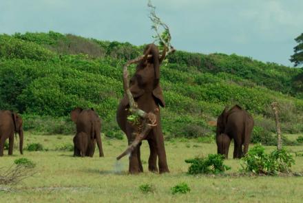 How Forest Elephants Warn Predators: asset-mezzanine-16x9