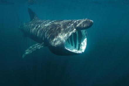 This Gigantic Shark is a Huge Mystery: asset-mezzanine-16x9