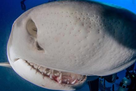 Can Sharks Really Smell Blood From a Mile Away?: asset-mezzanine-16x9