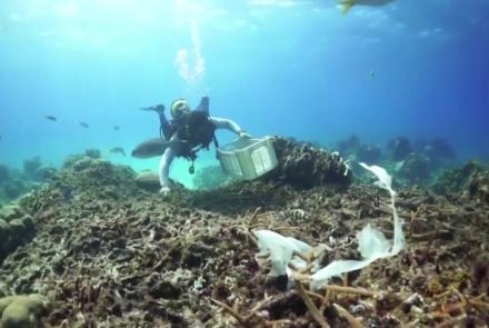 Conservationists take drastic measures to save coral reefs: asset-mezzanine-16x9