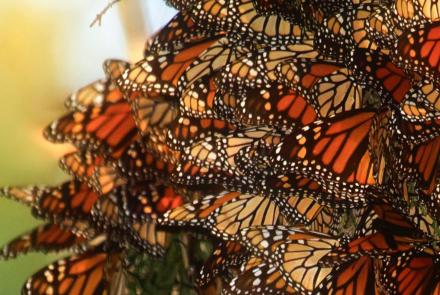 Butterfly Effect: Can Monarchs Avoid Extinction?: asset-mezzanine-16x9