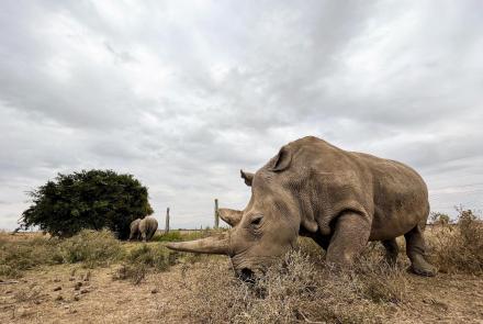 Can science save the northern white rhino from extinction?: asset-mezzanine-16x9