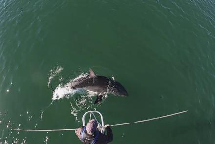 Conservationists track surge in sharks off Cape Cod’s coast: asset-mezzanine-16x9
