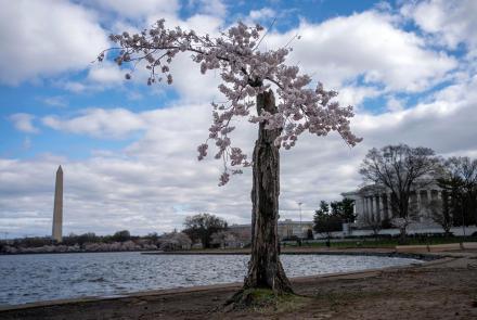 Why D.C.’s beloved Stumpy is seeing its final peak bloom: asset-mezzanine-16x9