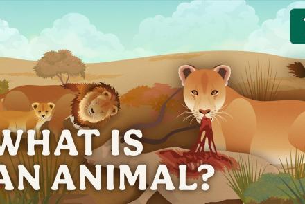 What is an Animal?: asset-mezzanine-16x9