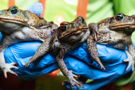 Invasion of the Toxic Toads: Nature's Most Successful Failure: asset-mezzanine-16x9