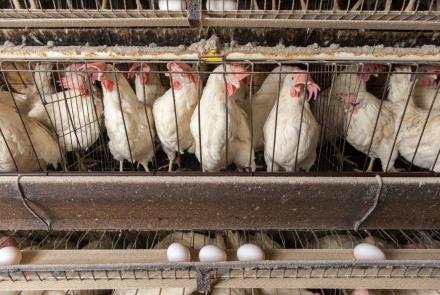 Growing concerns about bird flu cases in U.S. farm animals: asset-mezzanine-16x9
